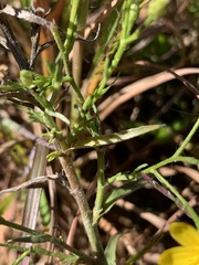 Pityopsis aspera