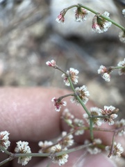 Eriogonum deflexum