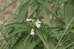 Leucas lavandulifolia