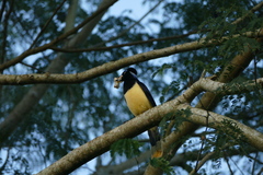 Cyanocorax chrysops