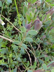 Roepera sessilifolia