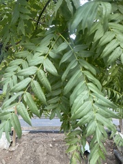 Juglans hindsii