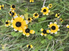Rudbeckia triloba