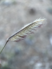 Bouteloua gracilis