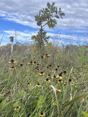 Rudbeckia triloba