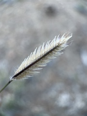 Bouteloua gracilis