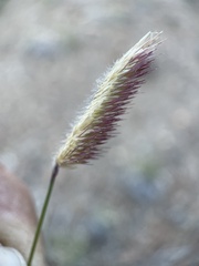Bouteloua gracilis