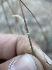 Bouteloua gracilis