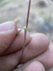 Bouteloua gracilis