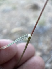 Bouteloua gracilis