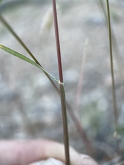 Bouteloua gracilis