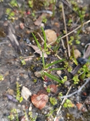 Centrolepis aristata