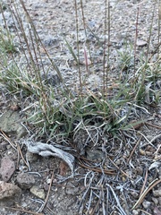Bouteloua gracilis