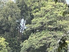 Anthracoceros albirostris