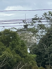 Anthracoceros albirostris