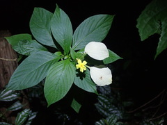 Mussaendeae