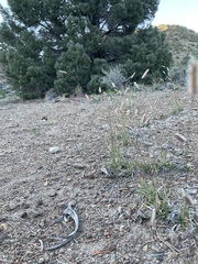 Bouteloua gracilis