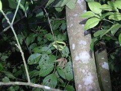 Trimeresurus stejnegeri