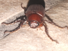 Melolonthinae