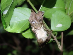 Hamadruas hieroglyphica