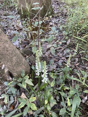 Spiranthes odorata