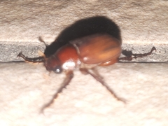 Melolonthinae