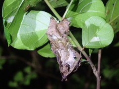 Hamadruas hieroglyphica