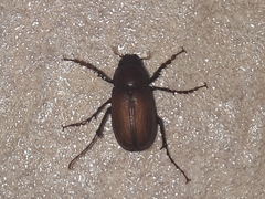 Melolonthinae