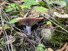 Lactarius subpurpureus