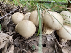 Apioperdon