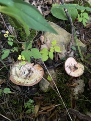 Lactarius subpurpureus