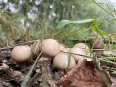 Apioperdon