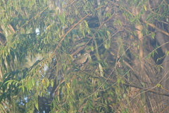 Saltator similis