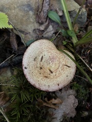 Lactarius subpurpureus