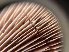 Lactarius subpurpureus