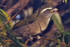 Saltator similis