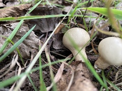 Apioperdon