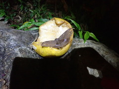 Ischyja ferrifracta