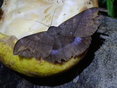 Ischyja ferrifracta