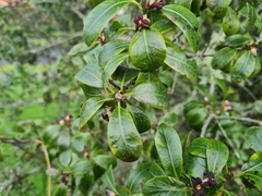 Pittosporum colensoi