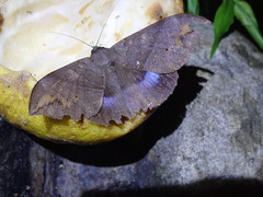 Ischyja ferrifracta