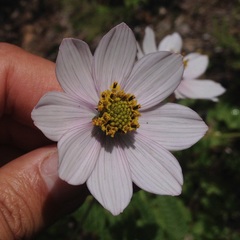 Cosmos diversifolius