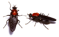 Clitellaria ephippium