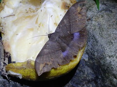 Ischyja ferrifracta
