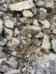 Arthrorhabdus pygmaeus