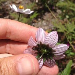 Cosmos diversifolius