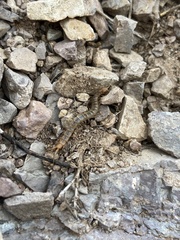 Arthrorhabdus pygmaeus