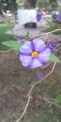 Lycianthes