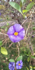 Lycianthes