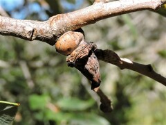 Heteroecus sanctaeclarae